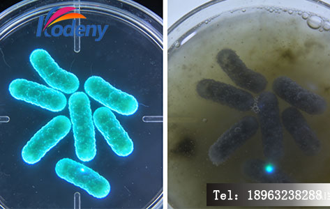 基于发光细菌法的生物毒性检测&mdash;&mdash;让毒性&ldquo;显形&rdquo;。