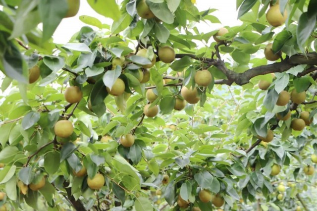 江西丰城翠冠梨园