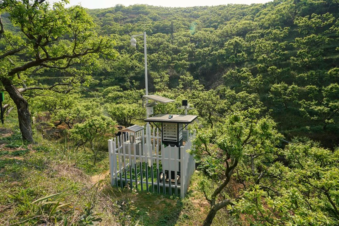 三华李-田间监测点-虫情测报灯