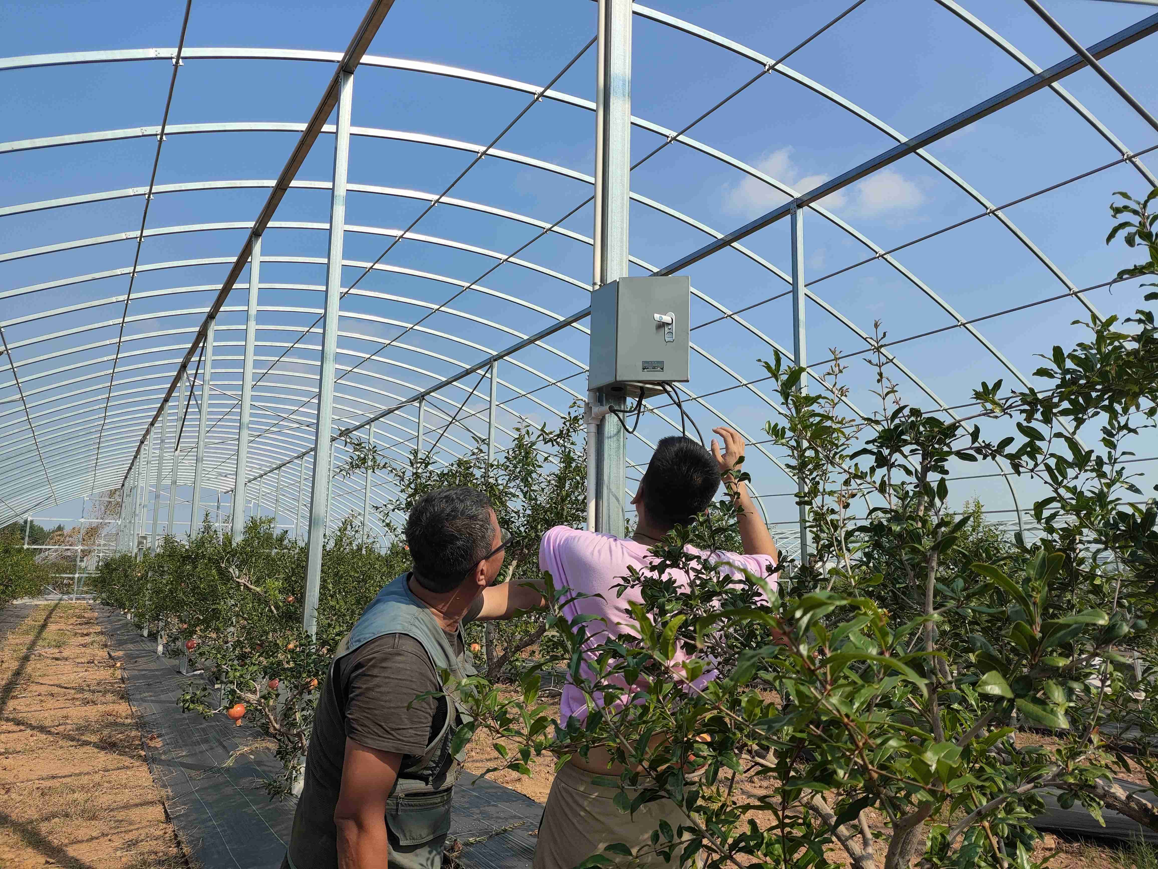 【山东枣庄】数字温室大棚项目：环境监测仪+智能控制柜+土壤墒情监测如何重塑智慧农业？