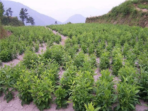 苍术