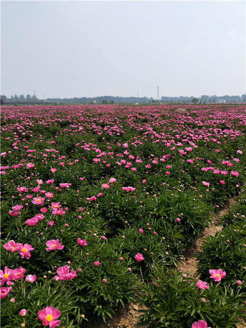 白芍