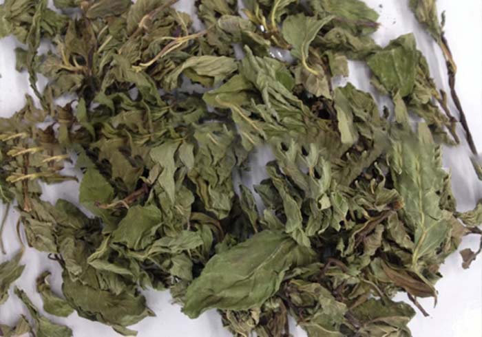 薄荷