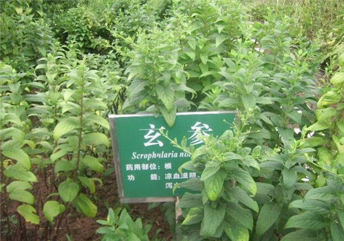 玄参
