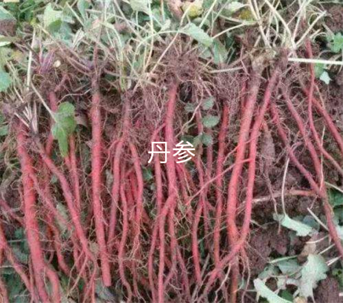 丹参