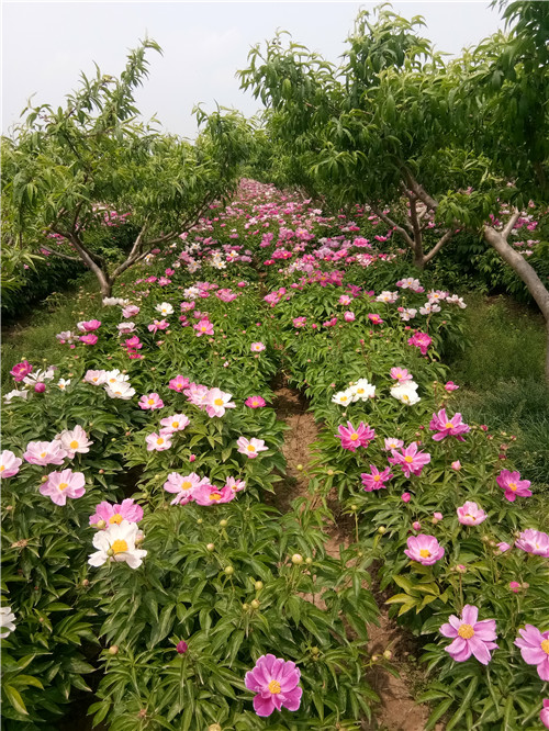 赤芍