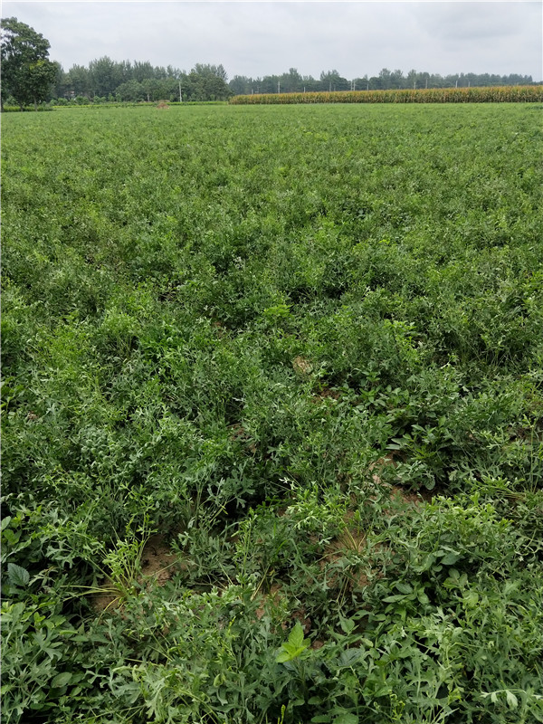 防风