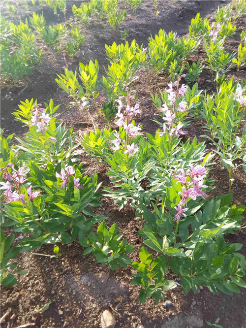 白鲜皮