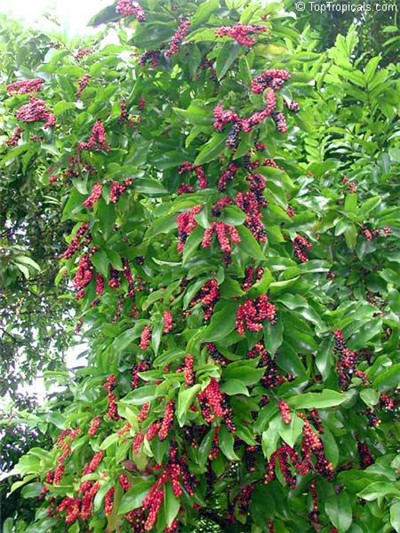 09五味子育苗种植基地