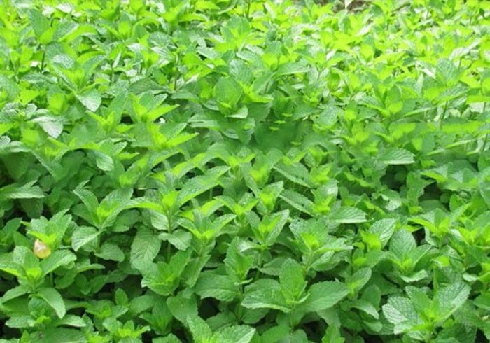 薄荷