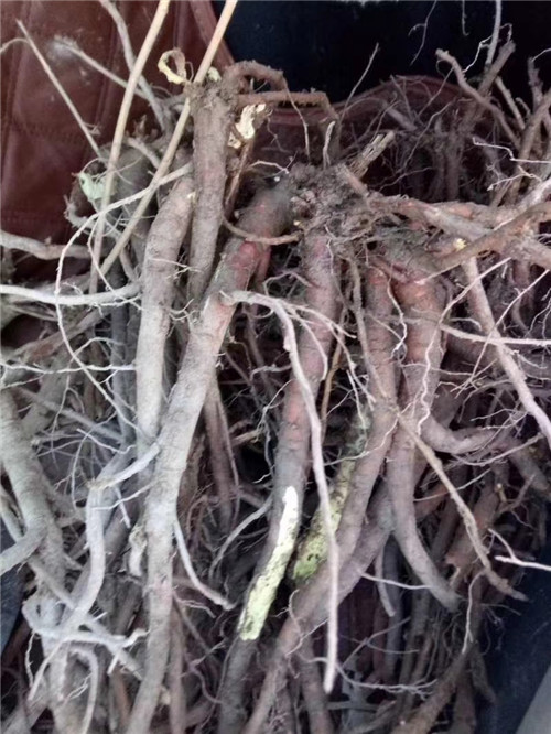 甘草