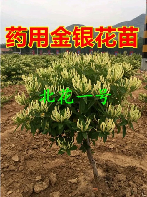 金银花