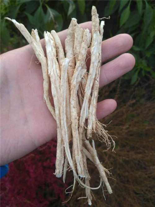 白鲜皮