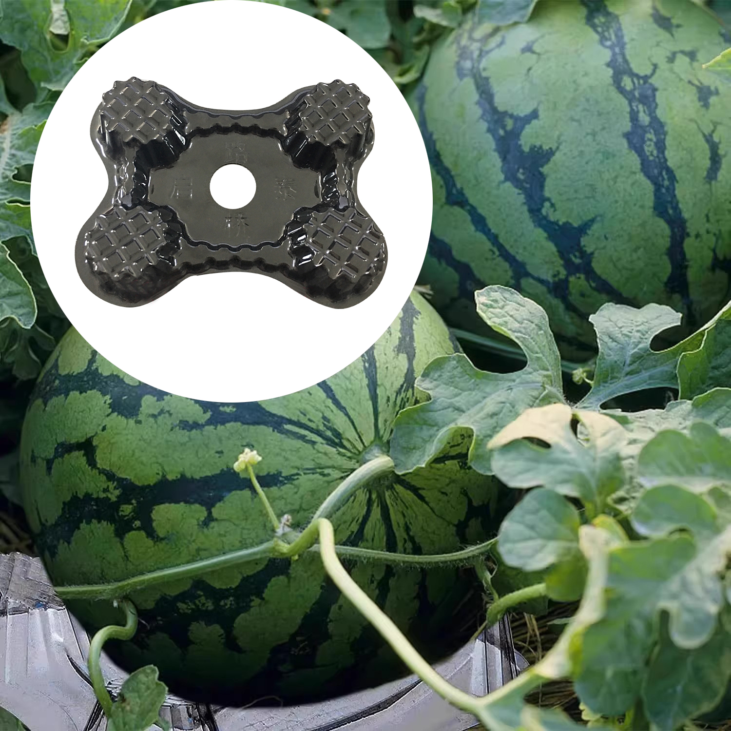 Plastic Melon Holder