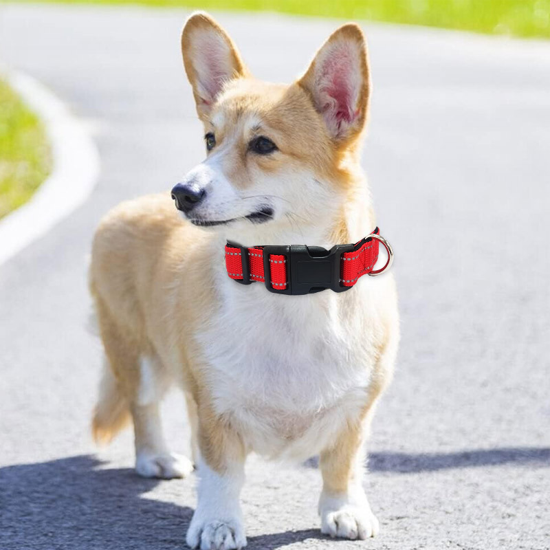 Glow-in-the-Dark Dog Collar