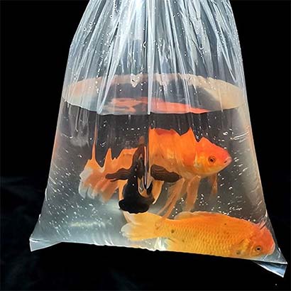 Flat Plastic Live Fish Bag