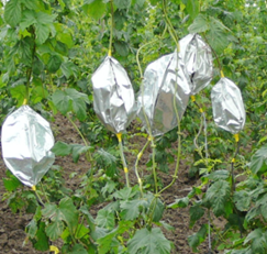 EMS64 SDI-12包裹式植物茎流测量系统2