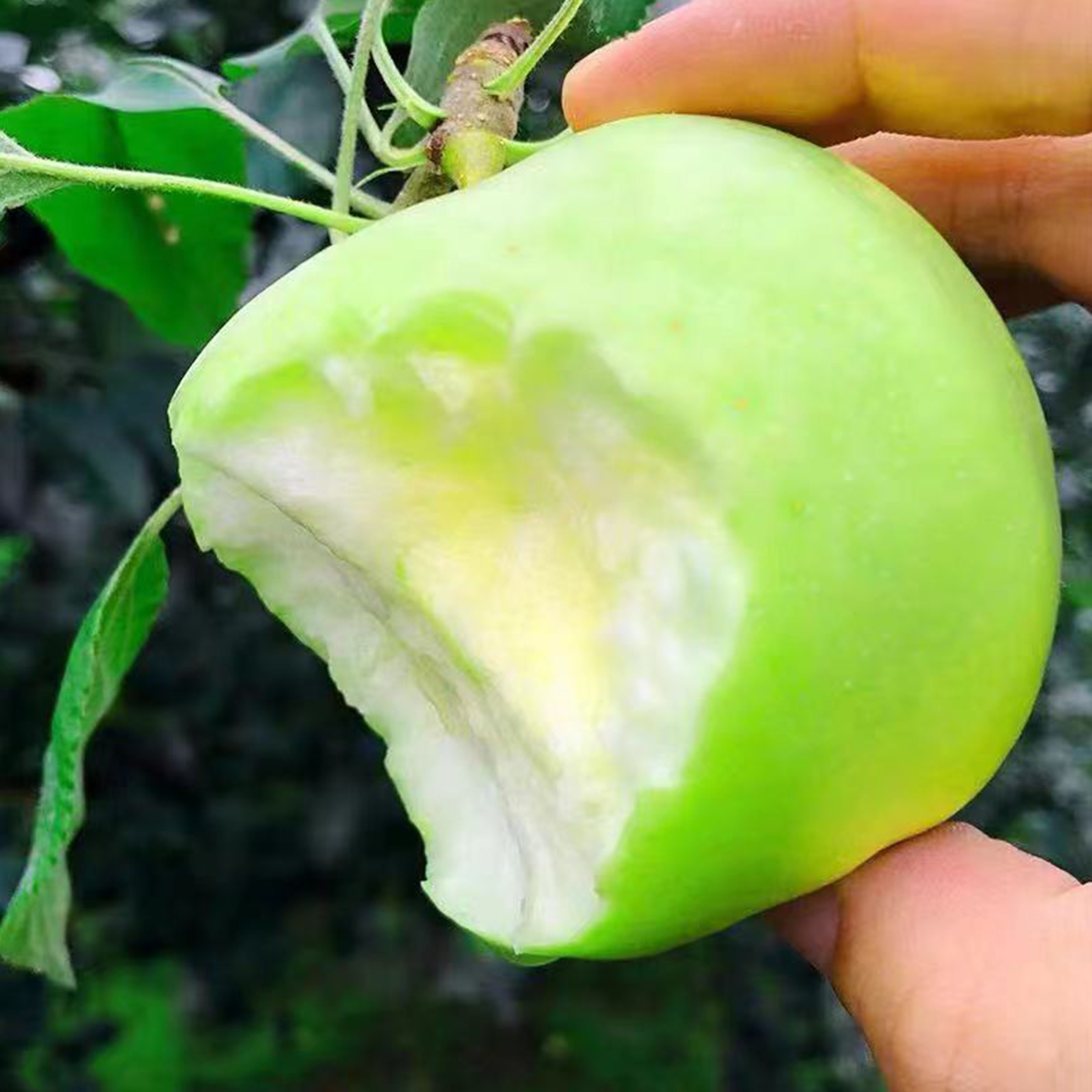 宝峰冰心青苹果