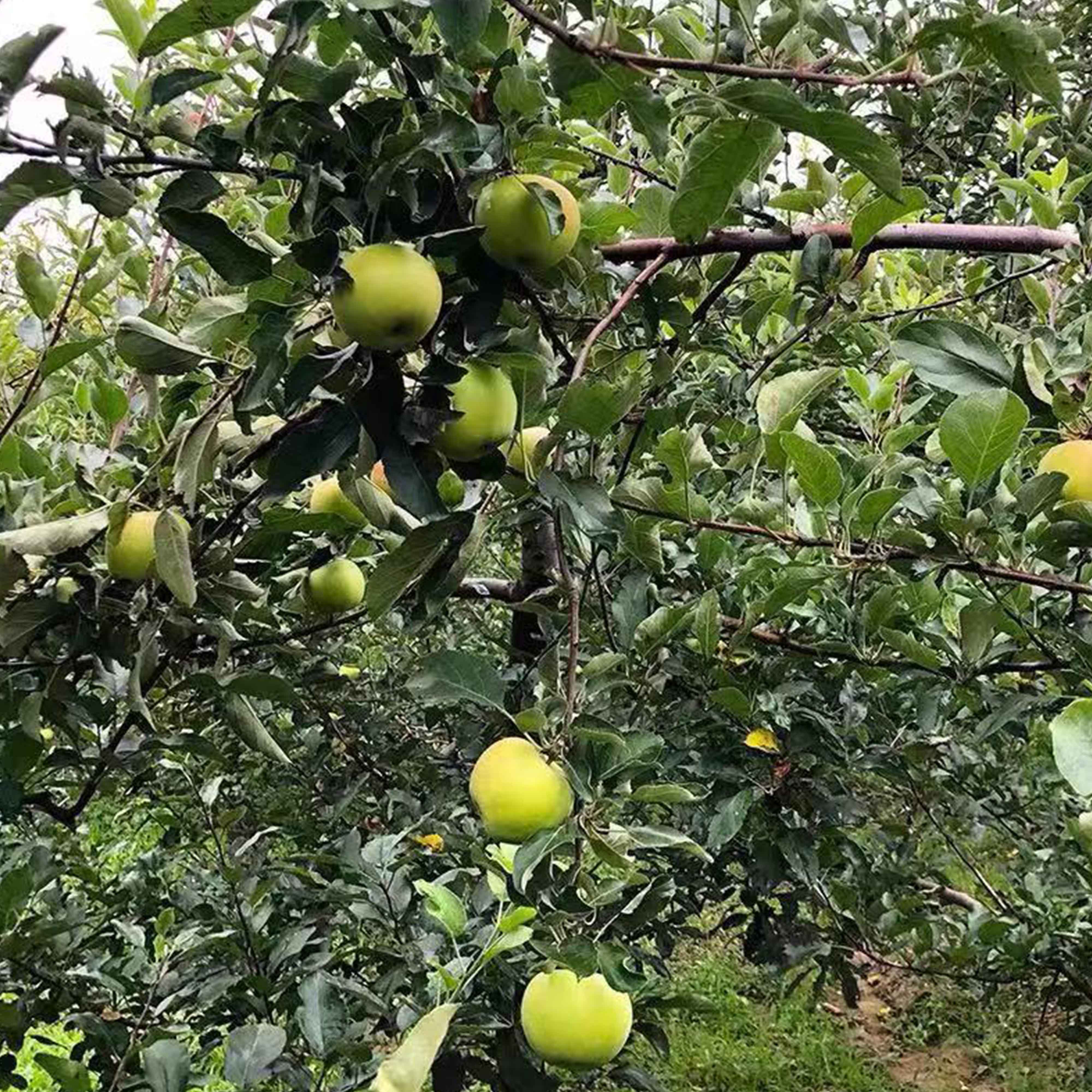 宝峰冰心青苹果
