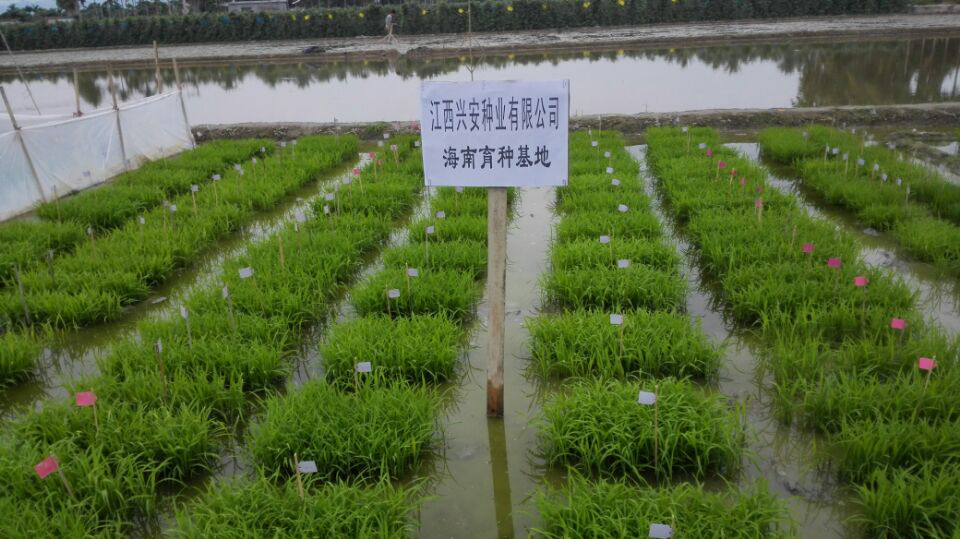 海南育种基地