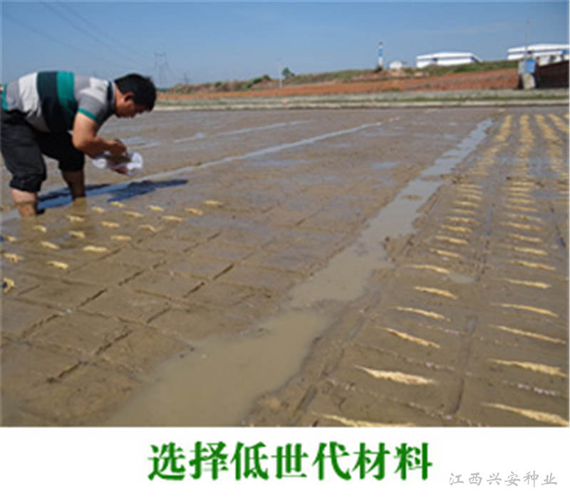 今日&ldquo;天下禾&rdquo;研究所核心育种区选择材料播种-2