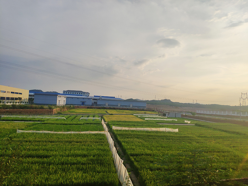 公司核心育种基地