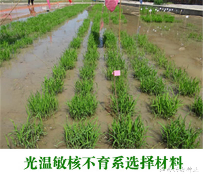 今日&ldquo;天下禾&rdquo;研究所核心育种区选择材料播种-3