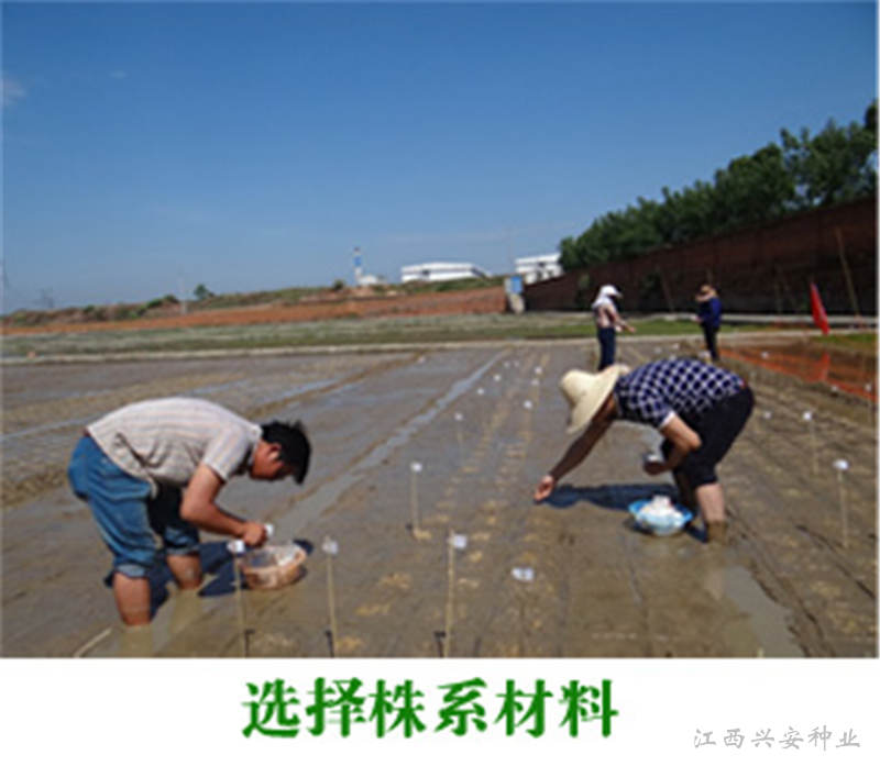 今日&ldquo;天下禾&rdquo;研究所核心育种区选择材料播种