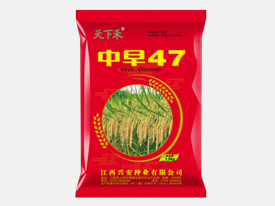 中早47