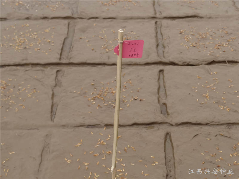 研究人员在公司核心研发基地育秧播种。-3