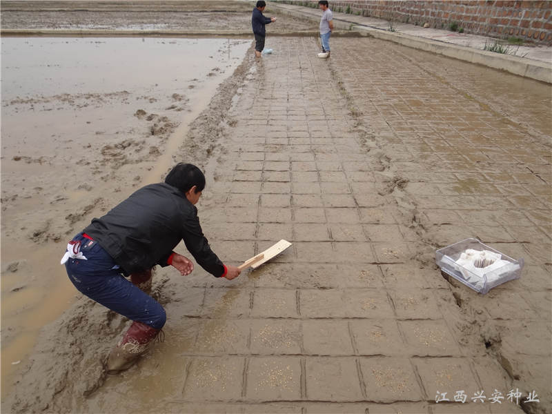 研究人员在公司核心研发基地育秧播种。-2