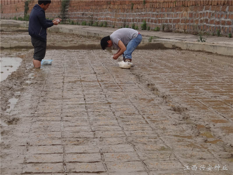 研究人员在公司核心研发基地育秧播种。