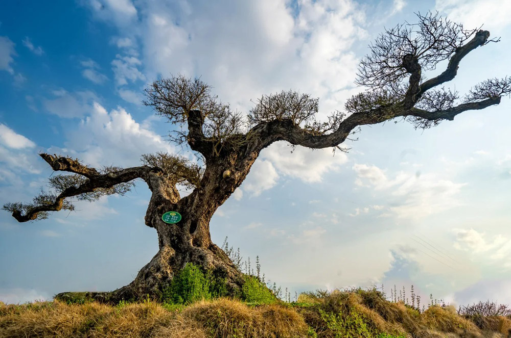 5.古树名木保护与移植工程