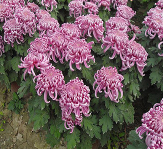 霜满天菊花盆花