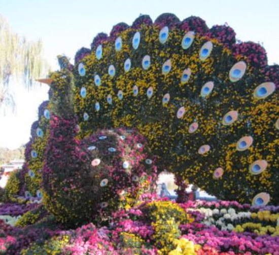 景区菊花造型展施工