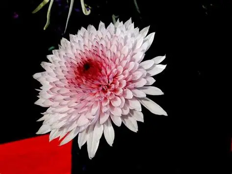 天女的名曲菊花盆花