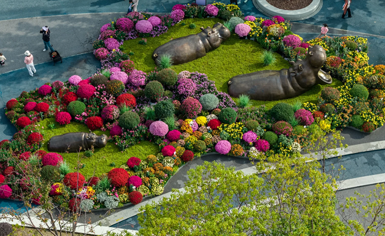 景区公园菊花设计