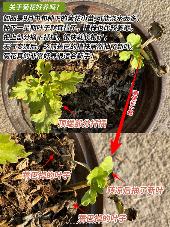 菊花插秧技术步骤图——新手也可以养哦！
