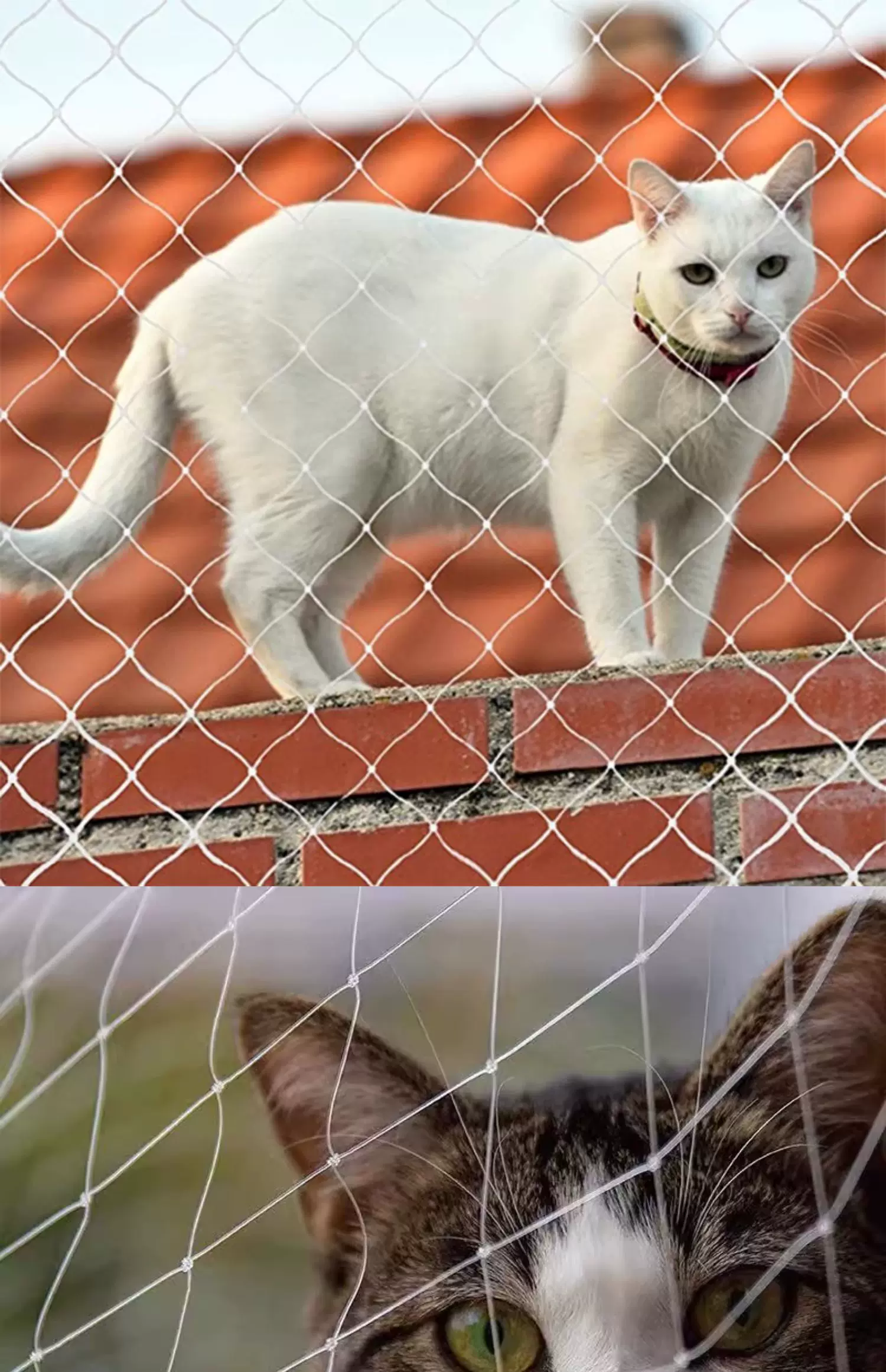 O1CN01Iqtjxr1EKYwqLJTgf_!!671920333