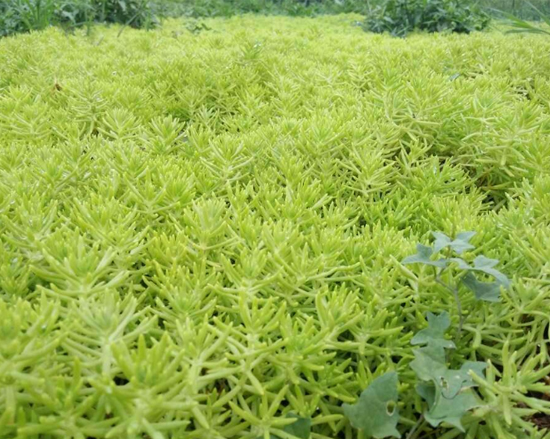 五色草种植基地