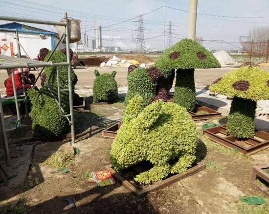 五色草造型安装