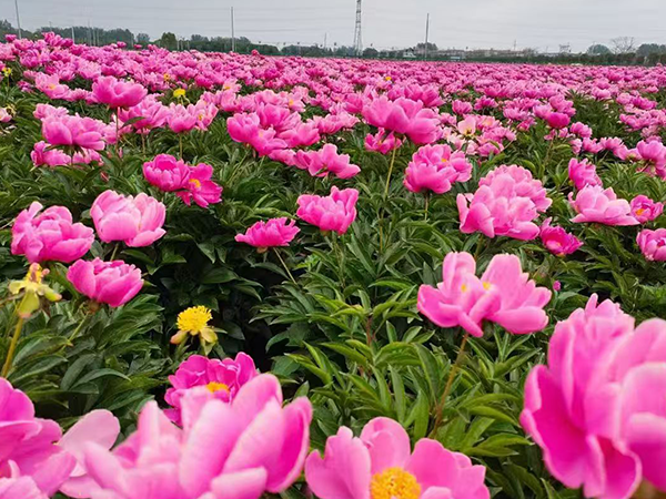 白芍