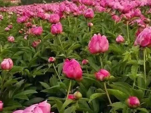 白芍