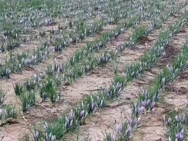 藏红花