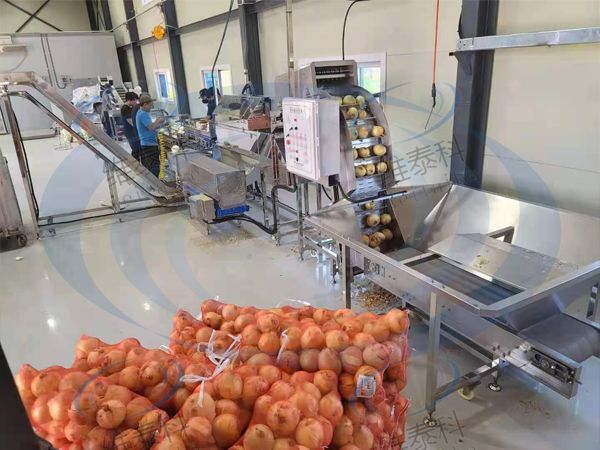 中型洋葱去皮机