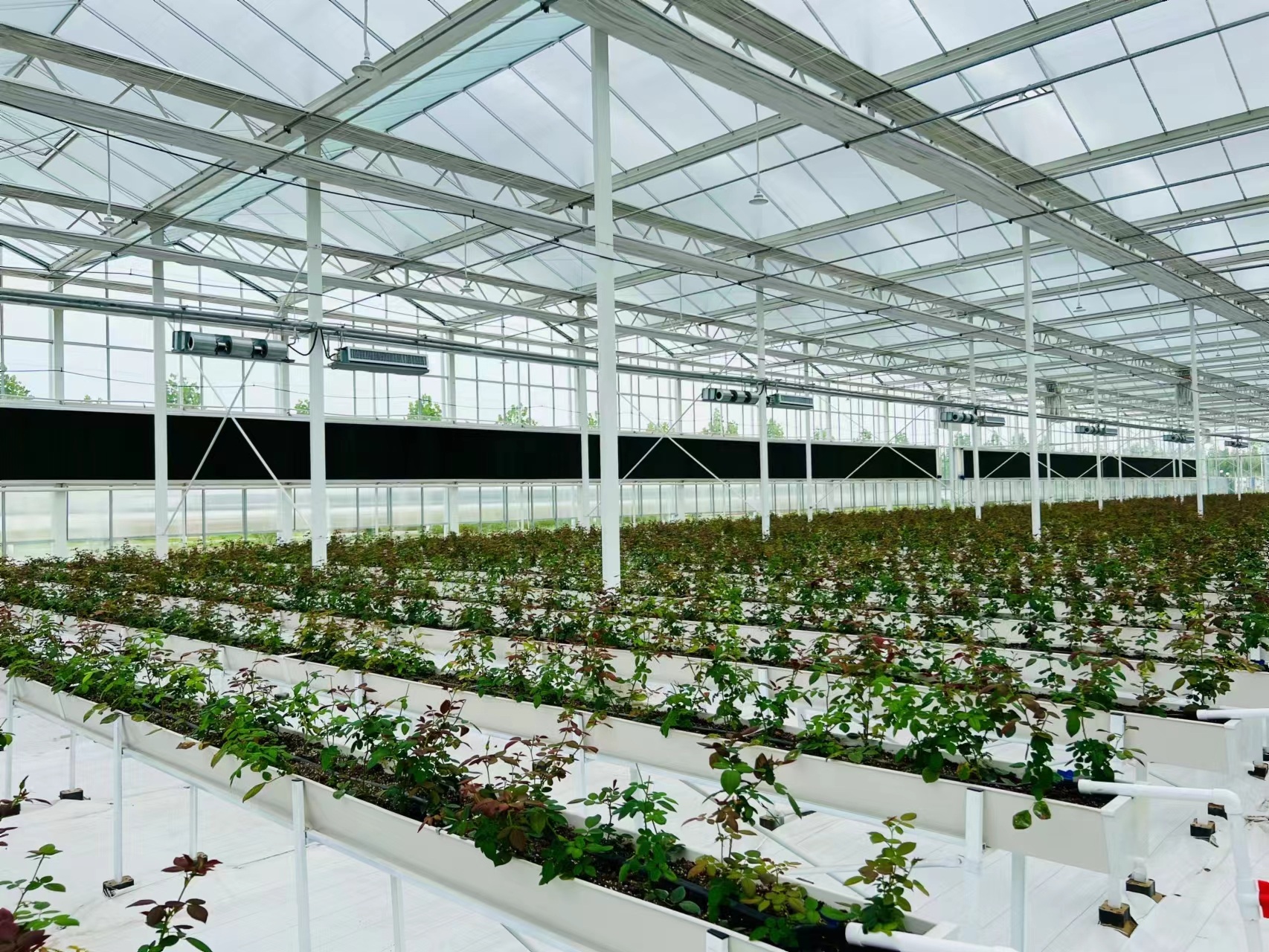 南宁青秀区标准观光智能温室