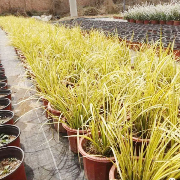 双色盆使用案例