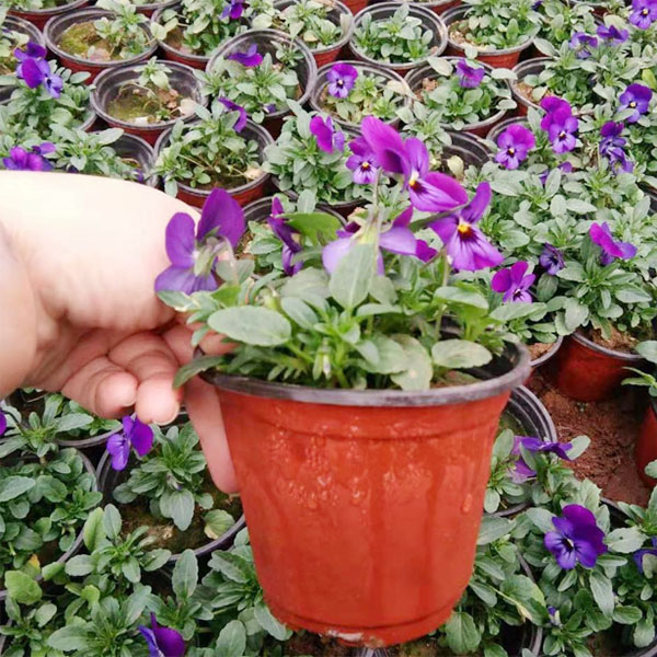 双色盆使用案例