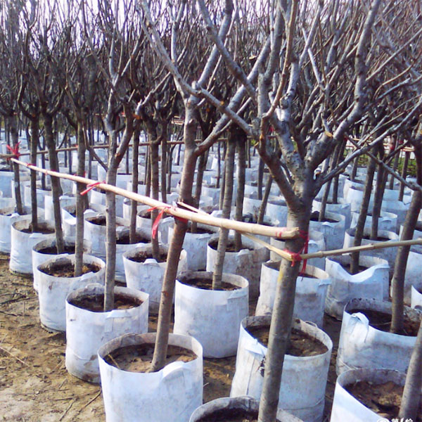 无纺布美植袋案例