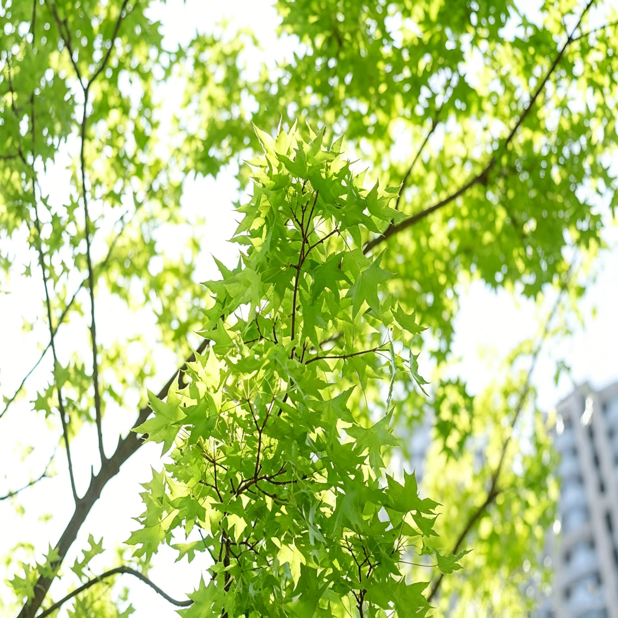 元宝枫